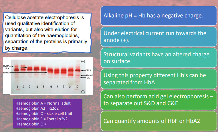 <p>cellulose acetate electrophoresis</p>