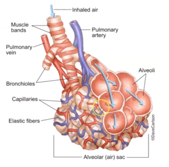 <p>Not really parts but:</p><ol><li><p><mark data-color="red">Pulmonary Capillaries:</mark> cover the external surface of the alveoli.</p></li><li><p><mark data-color="red">Surfactant:</mark> coats the side to prevent closing.</p></li></ol>