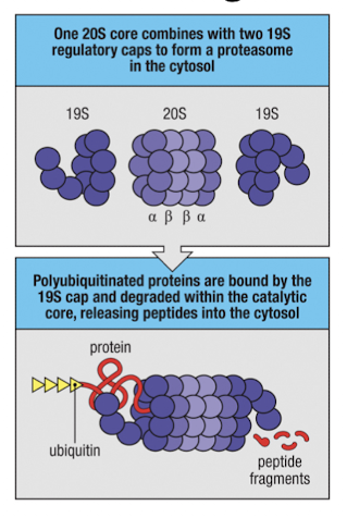 <ul><li><p>20S catalytic core with 2 alpha and 2 beta rings</p></li><li><p>19S cap that binds K48-linked ubiquitinated proteins</p></li></ul><p></p>