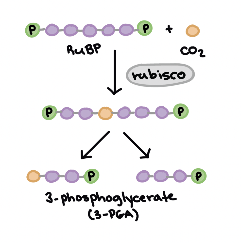 <p>CO2 is fixed by Rubisco to RUBP (a five carbon acceptor molecule) </p><ul><li><p>makes a six-ccarbon compound that splits into 2 molecules of a three-carbon compound, 3 PGA</p></li><li><p>rubisco catalyzes the reaction </p></li></ul><p></p>