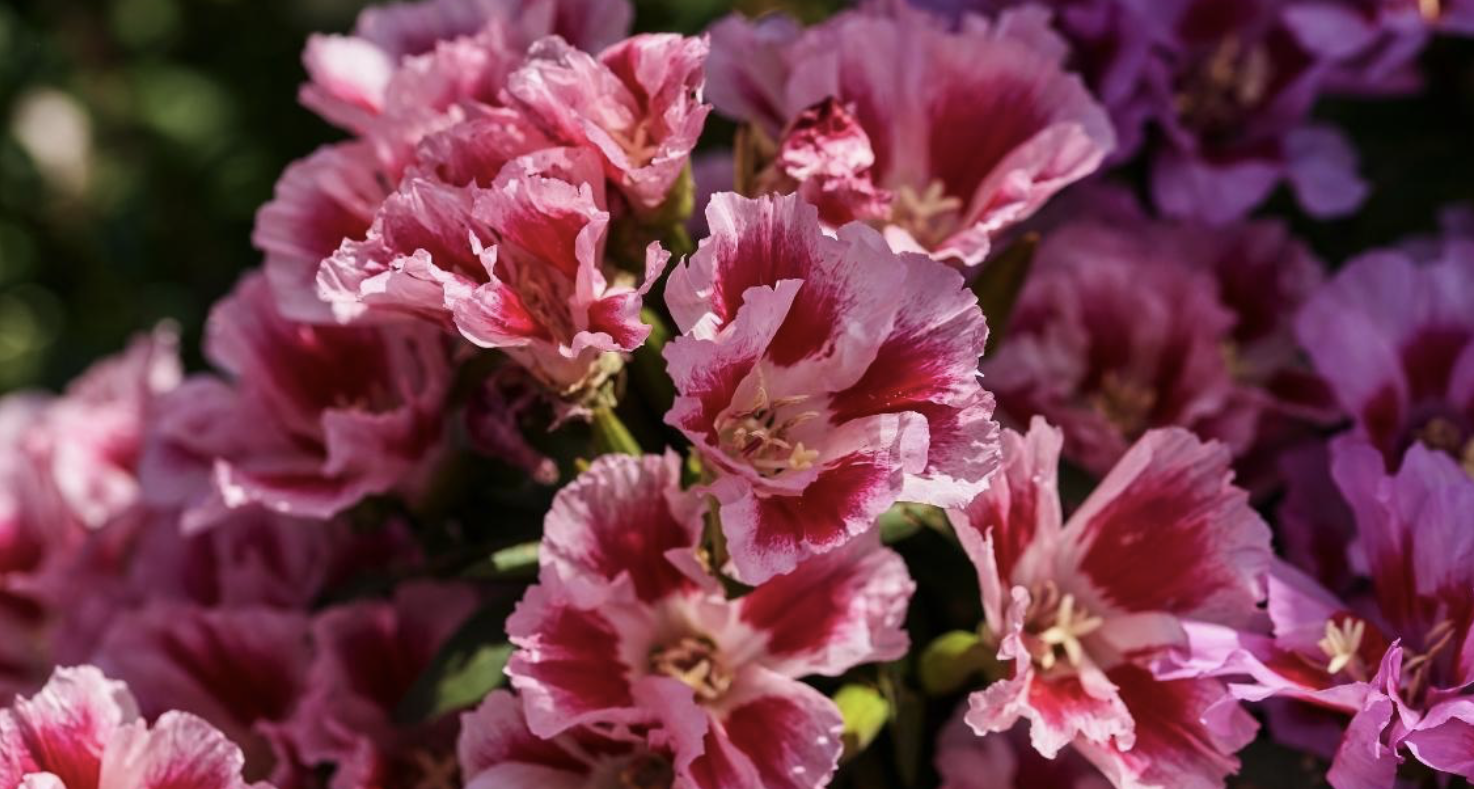 Flower 234