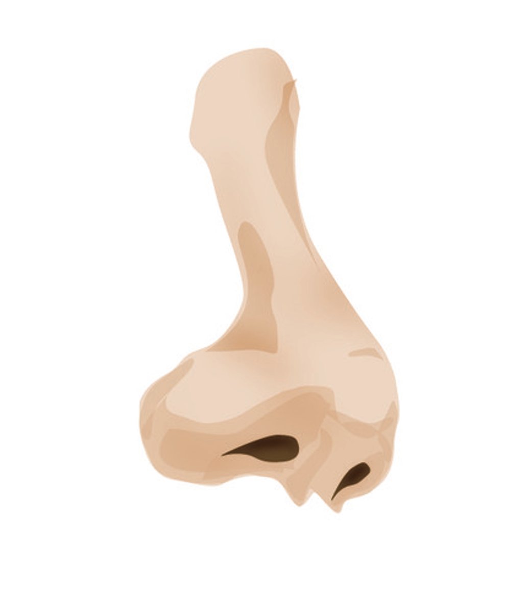 <p>nose</p>