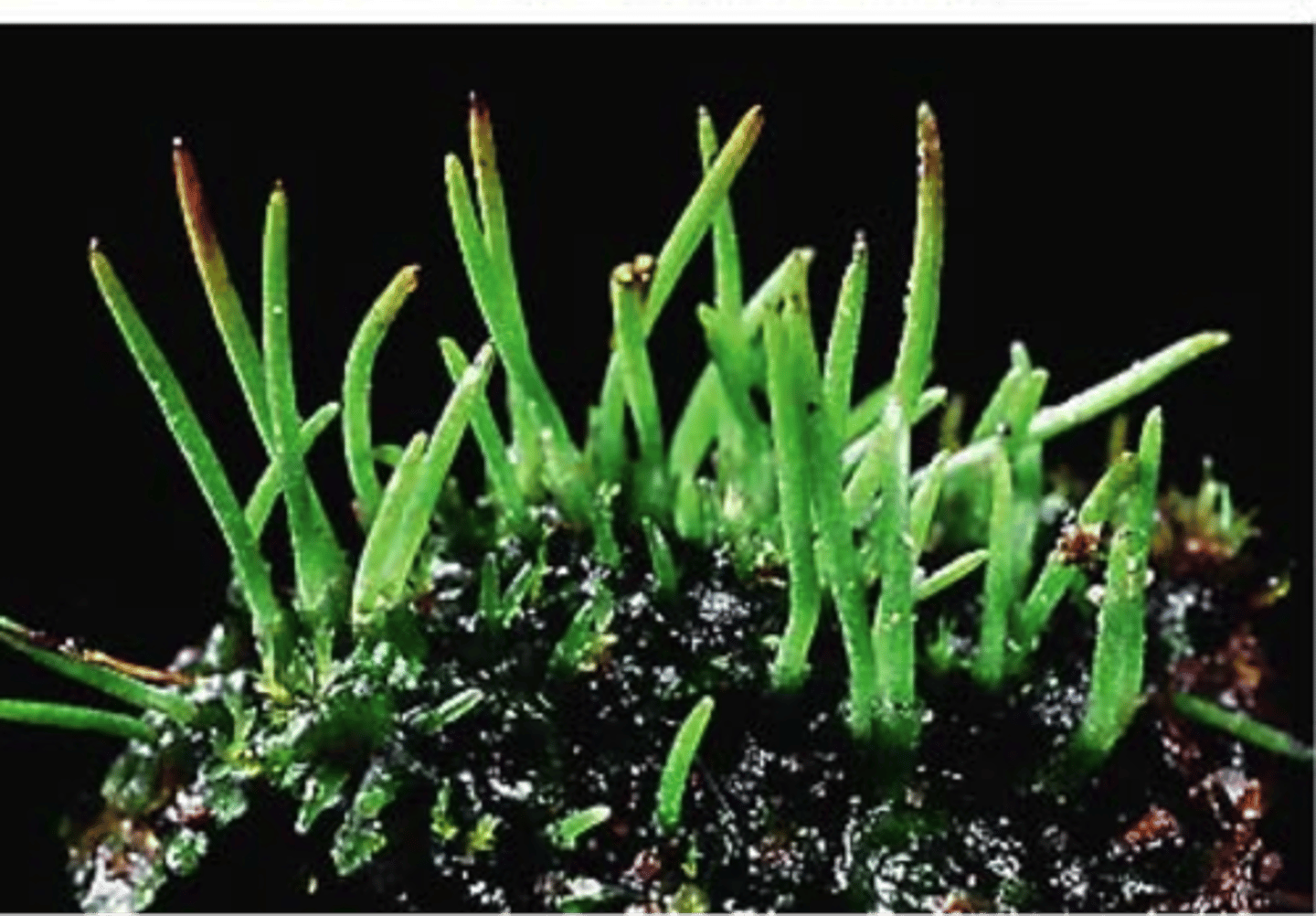 <p>phylum Anthocerophyta; bryophytes that grow close to the ground in moist, shady areas and have long, thin, photosynthetic sporophytes</p>