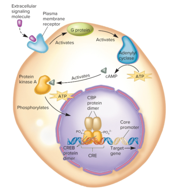 <ul><li><p>regulatory transcription factor that responds to cAMP which acts as a second messenger by activating protein kinase A, which phosphorylates CREB, allowing it to bind to coactivator CBP</p></li><li><p>binding of CBP causes transcription of adjacent gene to be greatly increased</p></li><li><p>Unphosphorylated CREB can bind to DNA, but cannot activate RNA pol</p></li><li><p>becomes activated in response to extracellular cell-signaling molecules that cause an increase in cytoplasmic concentration of cAMP</p></li><li><p>binds to 2 adjacent sites with consensus sequence</p><ul><li><p>5’-TGACGTCA-3’</p></li><li><p>3’-ACTGCAGT-5’</p></li></ul></li><li><p>a CRE (cAMP response element)</p></li></ul><p></p>