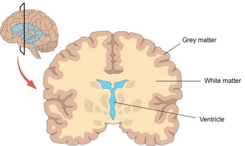 <p>White matter = myelinated axons</p><p>Grey matter = cell bodies</p>