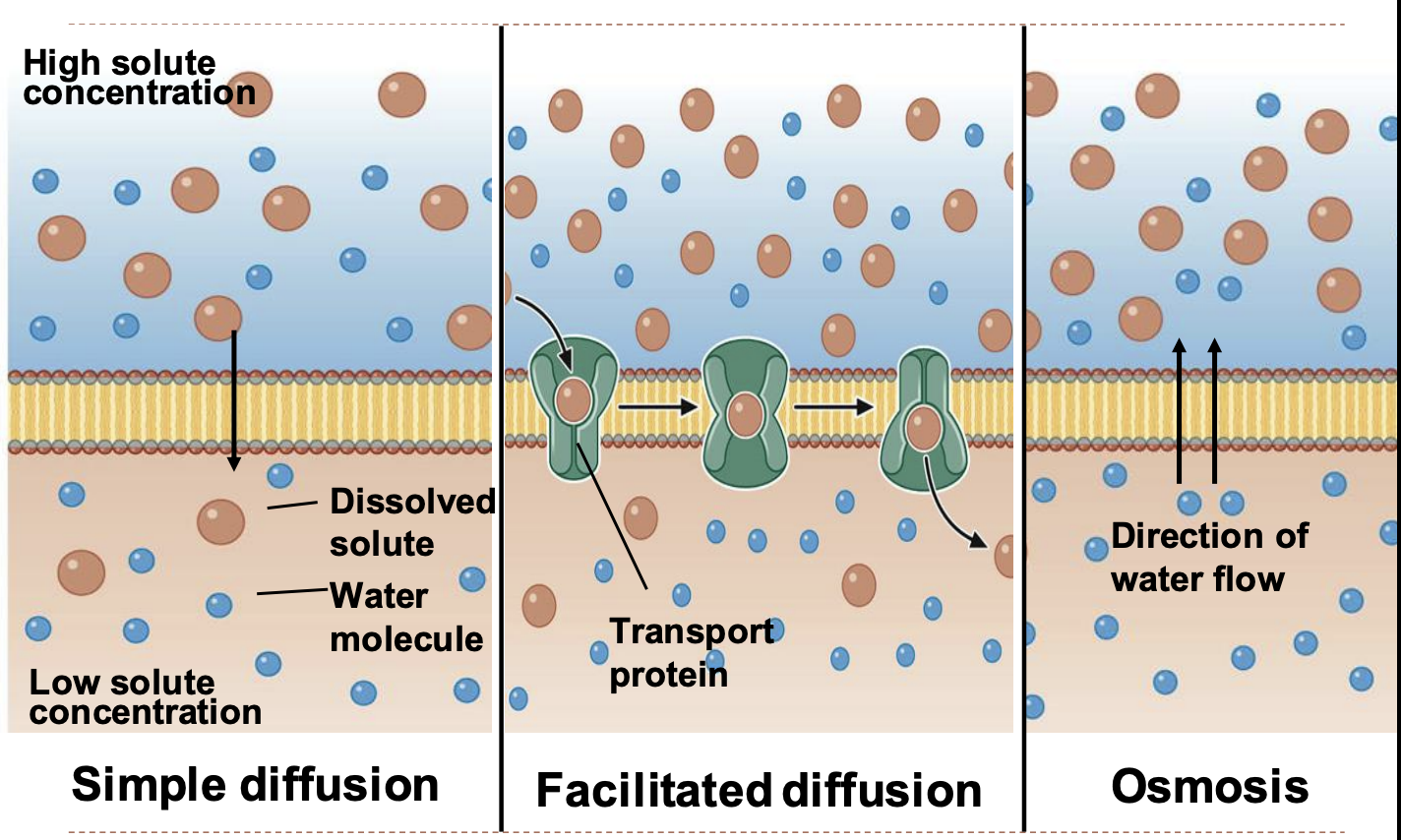 <p>simple diffusion</p><p>facilitated diffusion</p><p>osmosis</p>