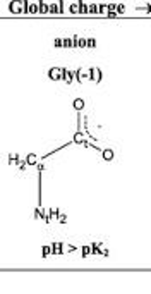 <p>The negatively charged form of an amino acid that exists at high pH.</p>