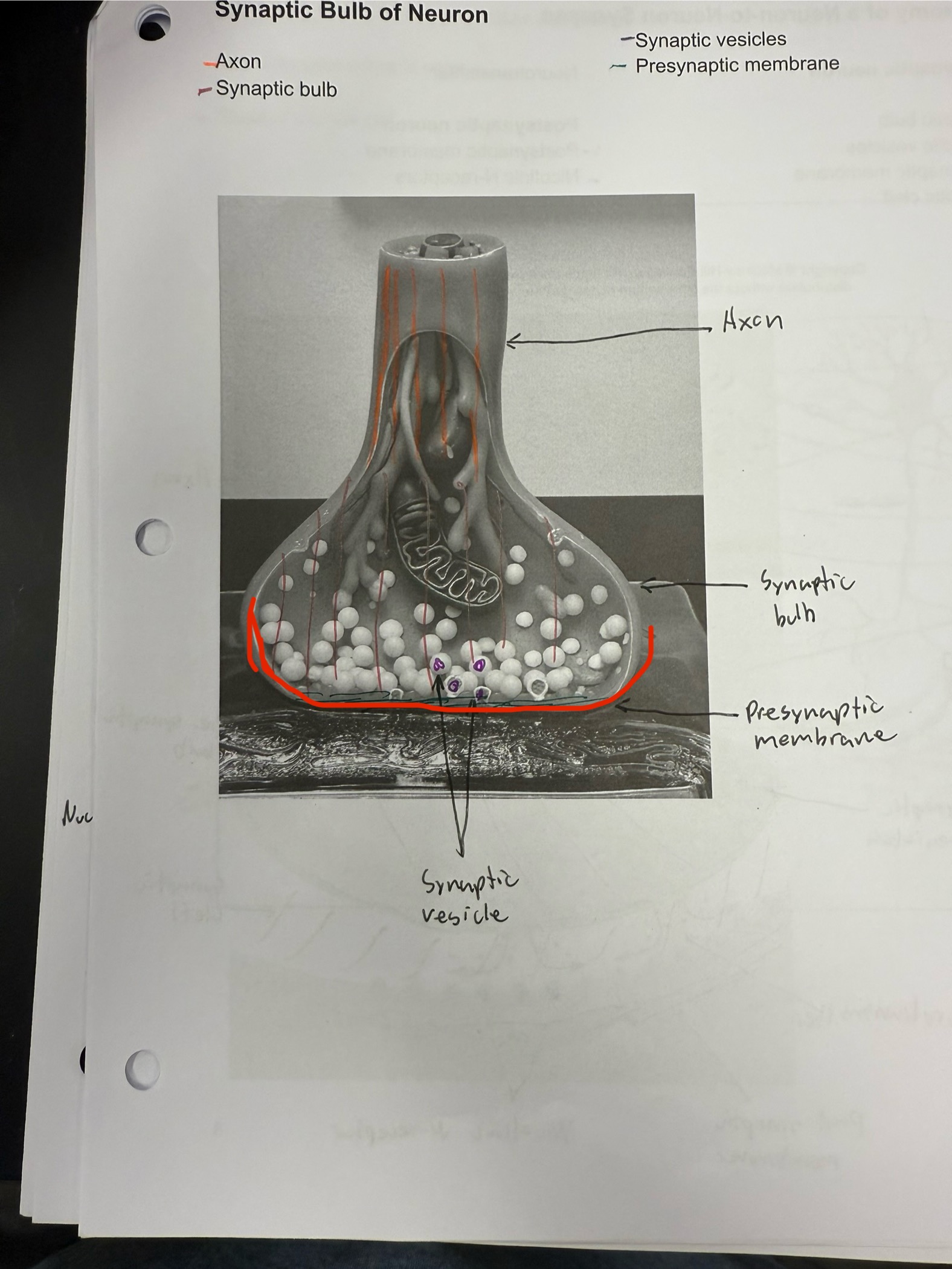 <ul><li><p>Membrane of the axon bulb just before the synaptic cleft</p></li></ul><p></p>