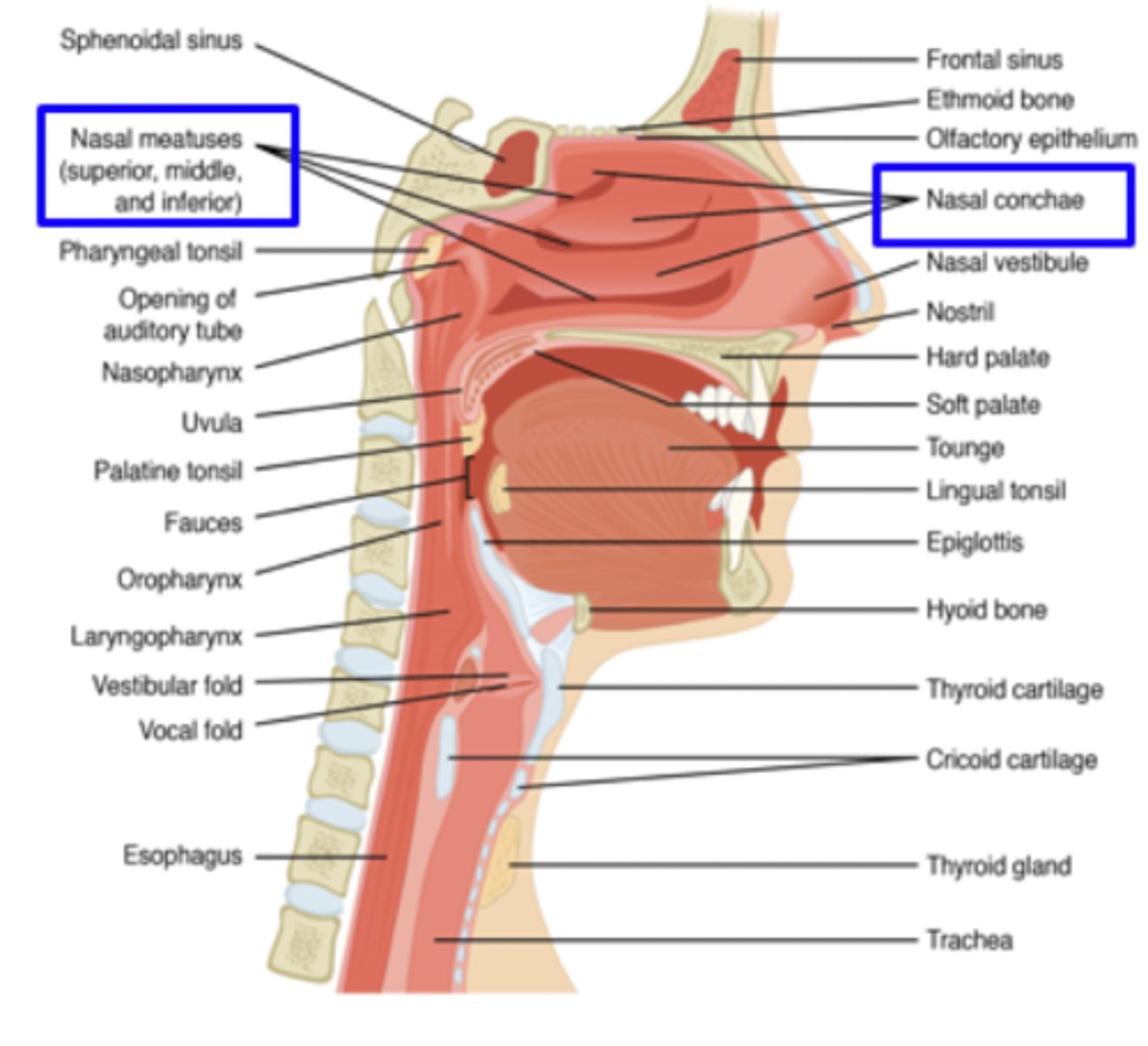 <p>nose and two chambers separated by septum</p><p>-each chamber: superior, middle, inferior conchae and meatuses (nasal passages)</p>
