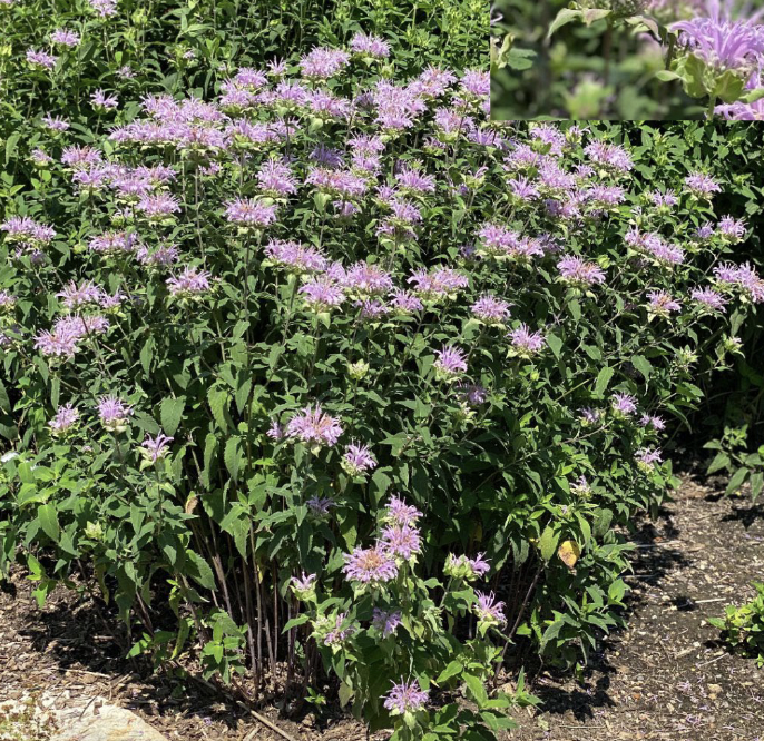 <p>2-5’</p><p>july -September</p><p>dry to moist soils</p><p>part sun/part shade Full sun</p><p>Aromatic, pollinator-friendly perennial with lavender-purple blooms in midsummer.</p>