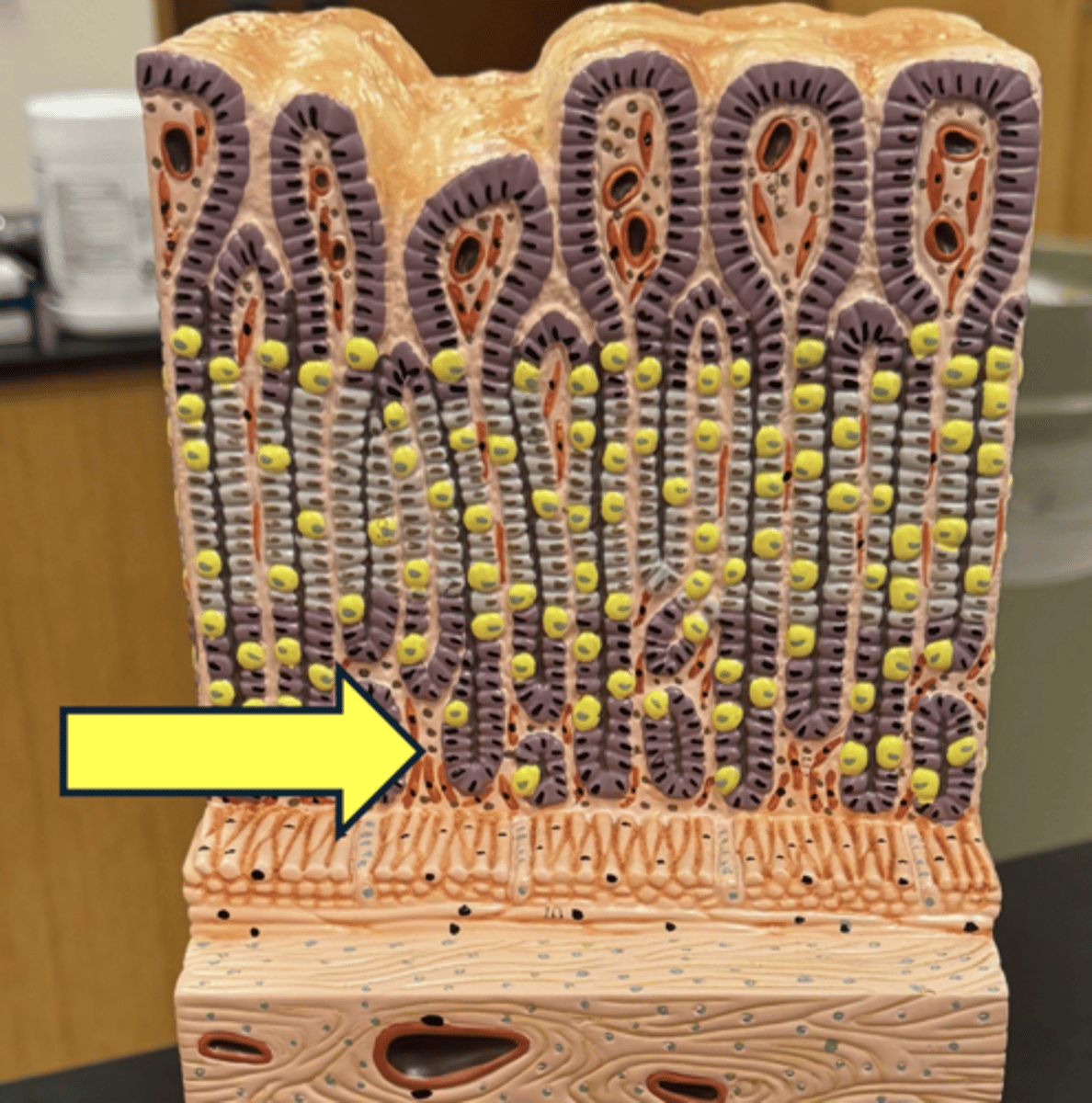 knowt flashcard image