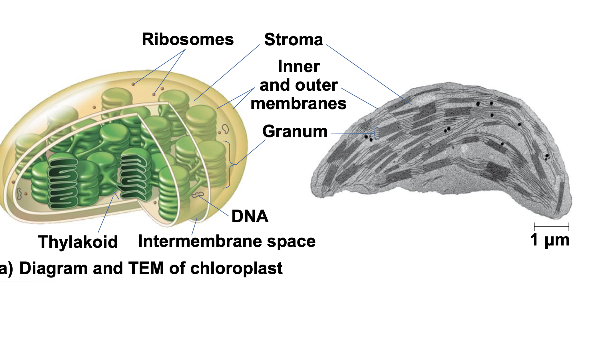 .Chloroplasts contain the green pigment chlorophyll, \n as well as enzymes and other molecules that function in photosynthesis \n .Chloroplasts are found in leaves and other green organs of plants and in algae