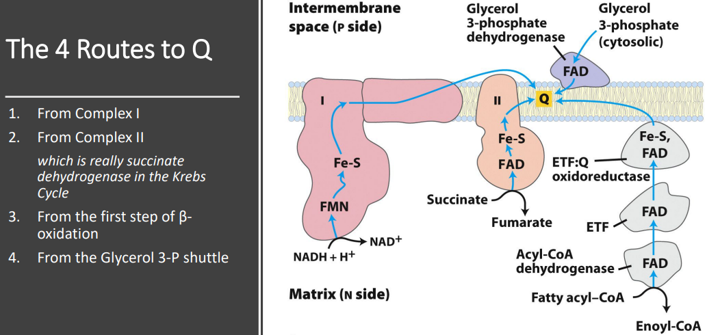 <p>Electrons enter the ubiquinone (Q) pool through four main pathways: from 1. <strong>NADH via Complex I</strong>, 2. <strong>FADH₂ via Complex II</strong>, 3. <strong>fatty acid β-oxidation via ETF:Q oxidoreductase</strong>, and 4. <strong>cytosolic NADH via the glycerol-3-phosphate shuttle</strong>.</p><ol><li><p>Electrons from NADH pass through a flavoprotein to a series of iron-sulfur proteins (in Complex I) and then to Q. </p></li><li><p>Electrons from succinate pass through a flavoprotein and several Fe-S centers (in Complex II) on the way to Q. </p></li><li><p>Acyl-CoA dehydrogenase (the first enzyme of β oxidation) transfers electrons to electron-transferring flavoprotein (ETF), from which they pass to Q via ETF: ubiquinone oxidoreductase.</p></li><li><p>Glycerol 3-phosphate donates electrons to a flavoprotein (glycerol 3-phosphate dehydrogenase) on the outer face of the inner mitochondrial membrane, from which they pass to Q. </p></li></ol><p></p>