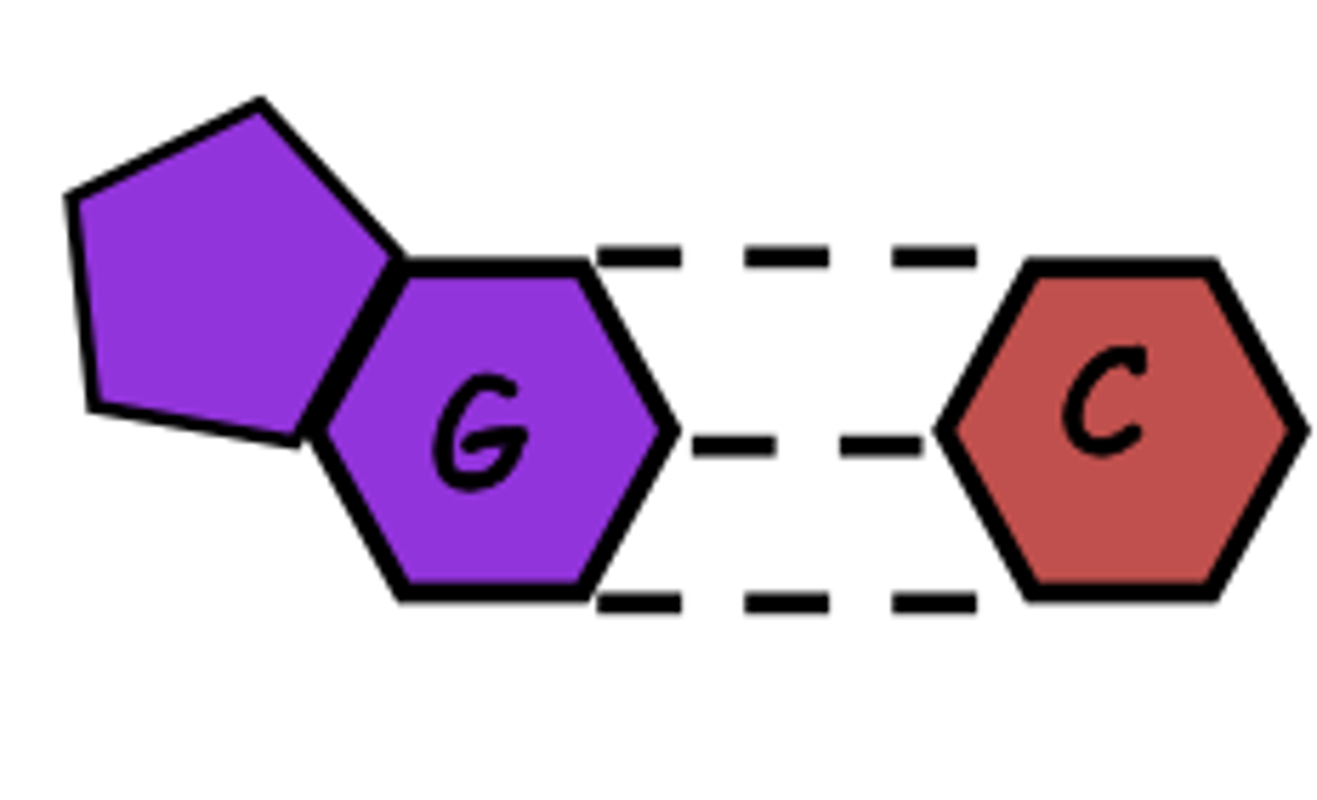 <p>guanine</p>