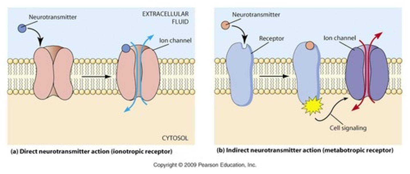 <p>Receptors that are channels themselves and allow ions to pass directly through upon neurotransmitter binding.</p>