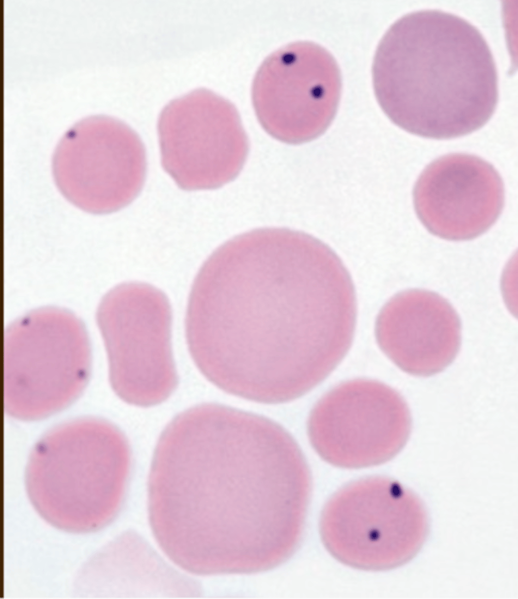 <p>( cow blood )</p>