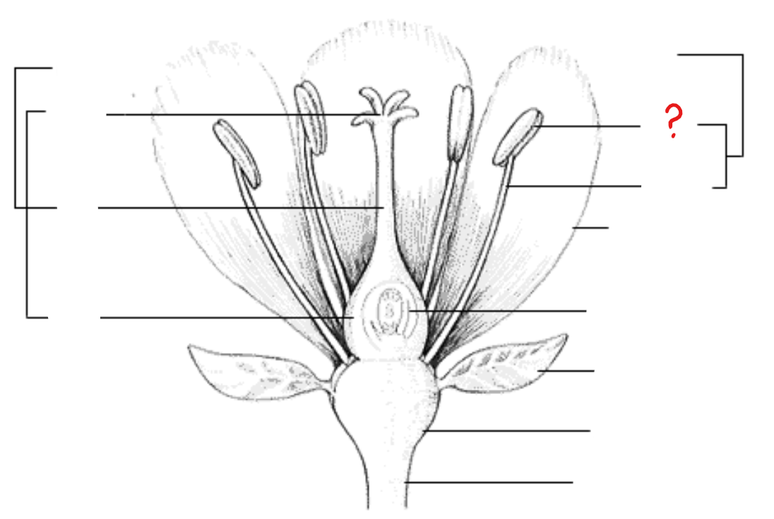 <p>found at the tip of the stamen; divided into two lobes, with each lobe having two pollen sacs with pollen grains, some degree of differentiation of anther walls, and two vascular bundles</p>