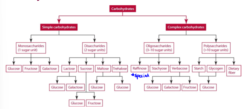 <p>memorize (except for a few)</p>