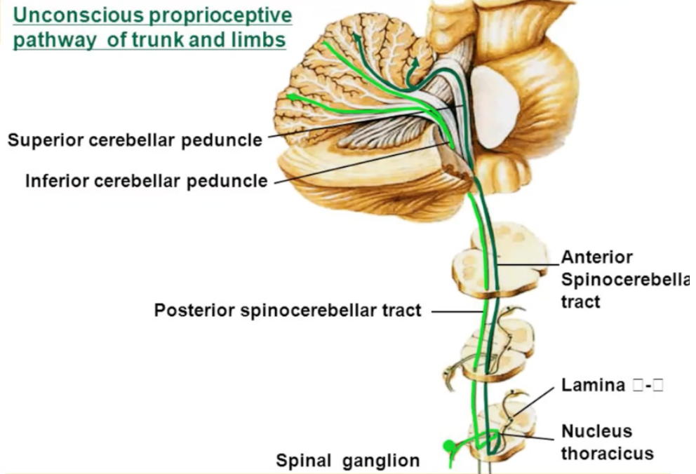 <ul><li><p>spinocerebellar tract</p></li><li><p>unconscious movement-related information in the cerebellum</p><ul><li><p>proprioceptive and sensory</p></li></ul></li></ul><p></p>