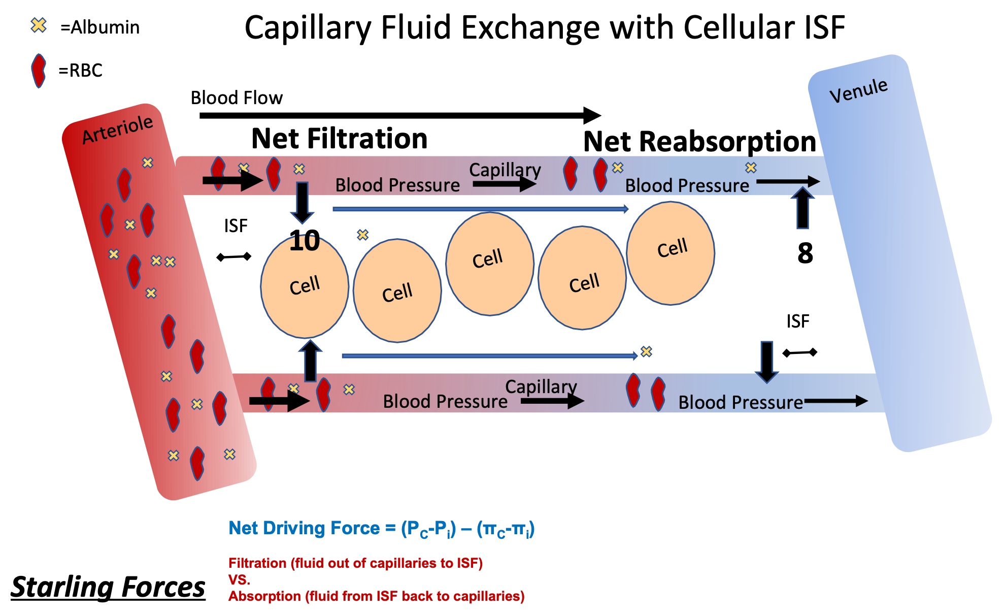 <ol><li><p>Hydrostatic (fluid) pressure</p><ol><li><p>Compare blood pressure in capillary vs I.S.F. pressure at that spot</p></li></ol></li><li><p>Oncotic pressure</p><ol><li><p>Compare protein (albumin ) at that spot</p></li></ol></li><li><p>Net Filtration to Net Reabsorption</p></li></ol>