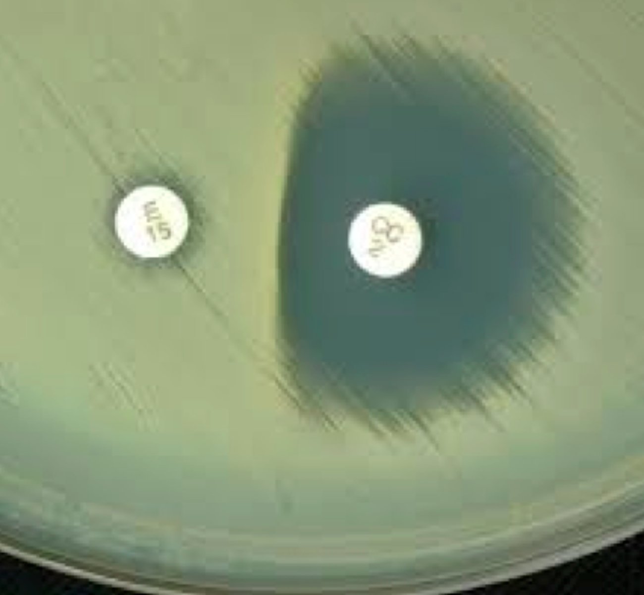 <p>detects if S. aureus is resistant to Clindamycin if it is alredy resistant to Macrolides</p>