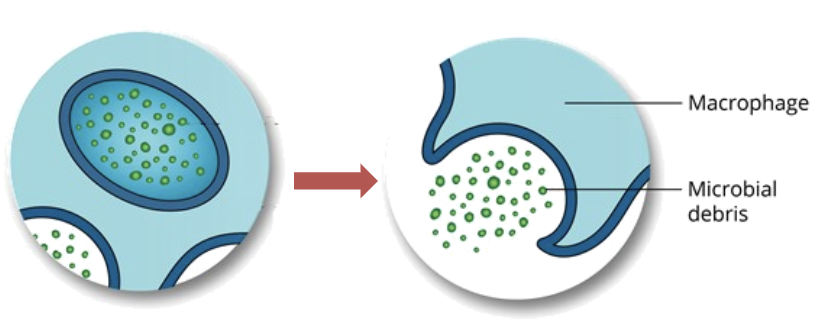 <p>the digestion products are released from the cell via exocytosis, the process in which the vacuole membrane fuses with the cell membrane </p><p></p>