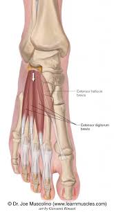 <p>top of feet</p>