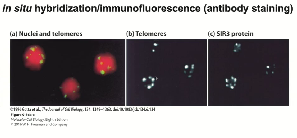 <ul><li><p>SIR3 is bound to telomeres, so silencing takes place at mating locus and telomeres</p></li></ul><p></p>