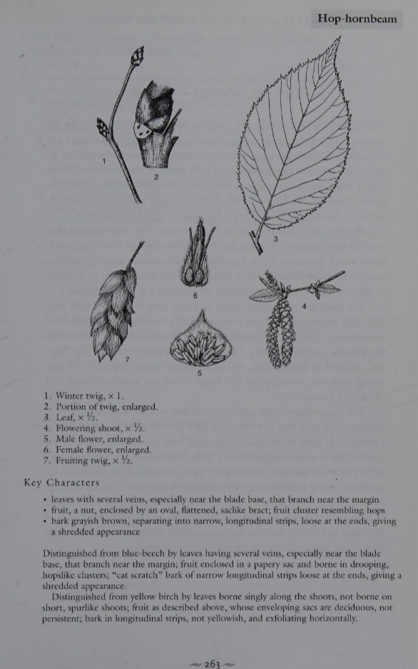 <p>Family: Betulaceae</p><p>Physiognomy: Nt Tree</p><p>Common Name: Ironwood; Hop Hornbeam</p><p>Twig: Y</p><p>Leaf: Alternate, simple, oblong/ovate, doubly serrate</p>