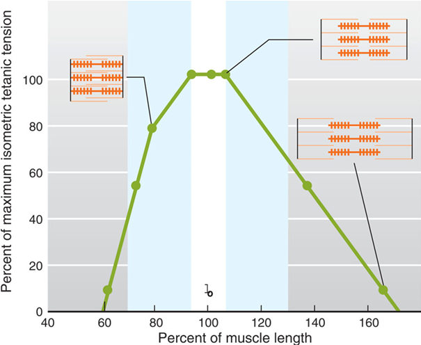 <p>Filaments have little to no overlap</p><p>Cannot cross bridge</p>