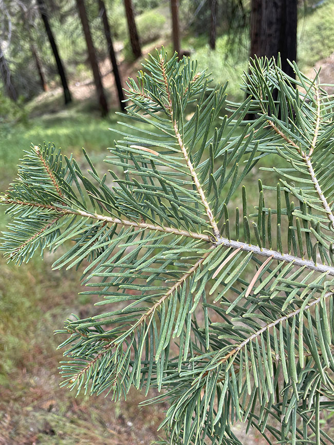 <p>pay attention to how the needles grow on the stem</p>