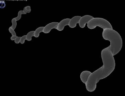 <p>pomona and icterohaemorrhagicae</p>