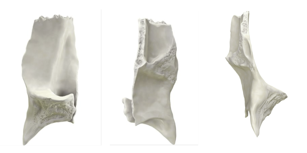 <p>labia —> female sex organ —> boobs —> lactation —> ???</p>