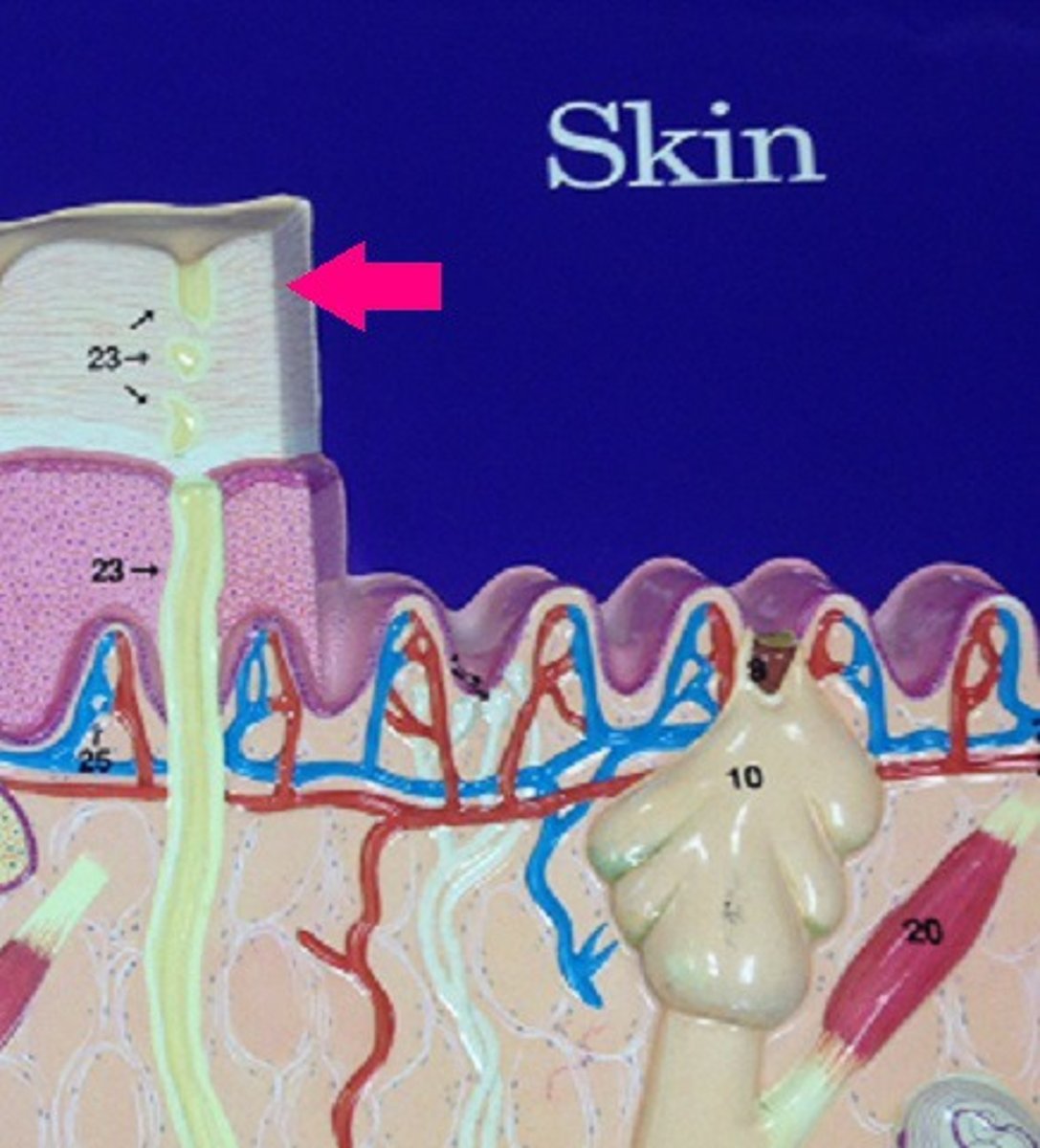 <p>Identify the stratum.</p>