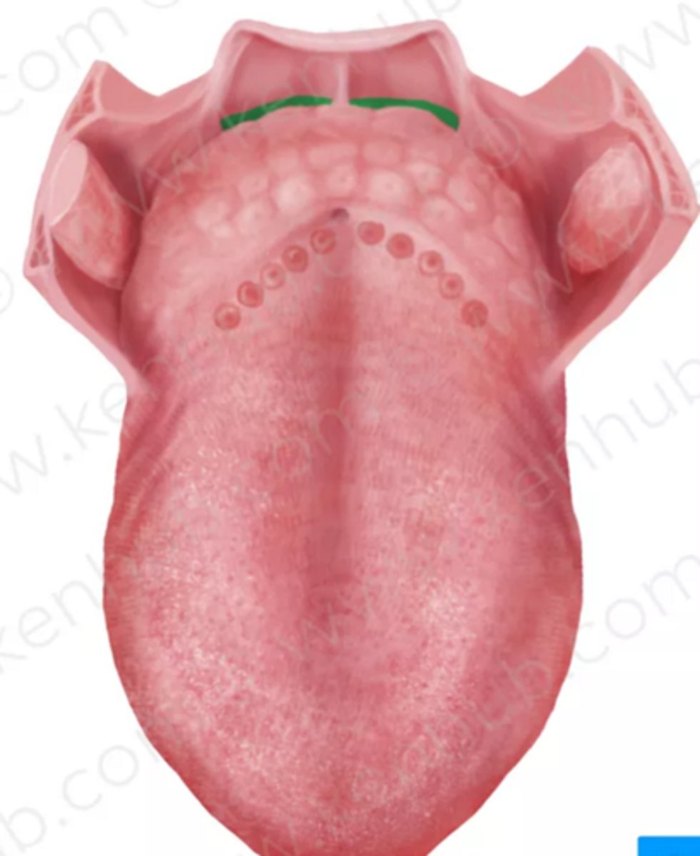 <p>space between base of tongue and epiglottis</p>