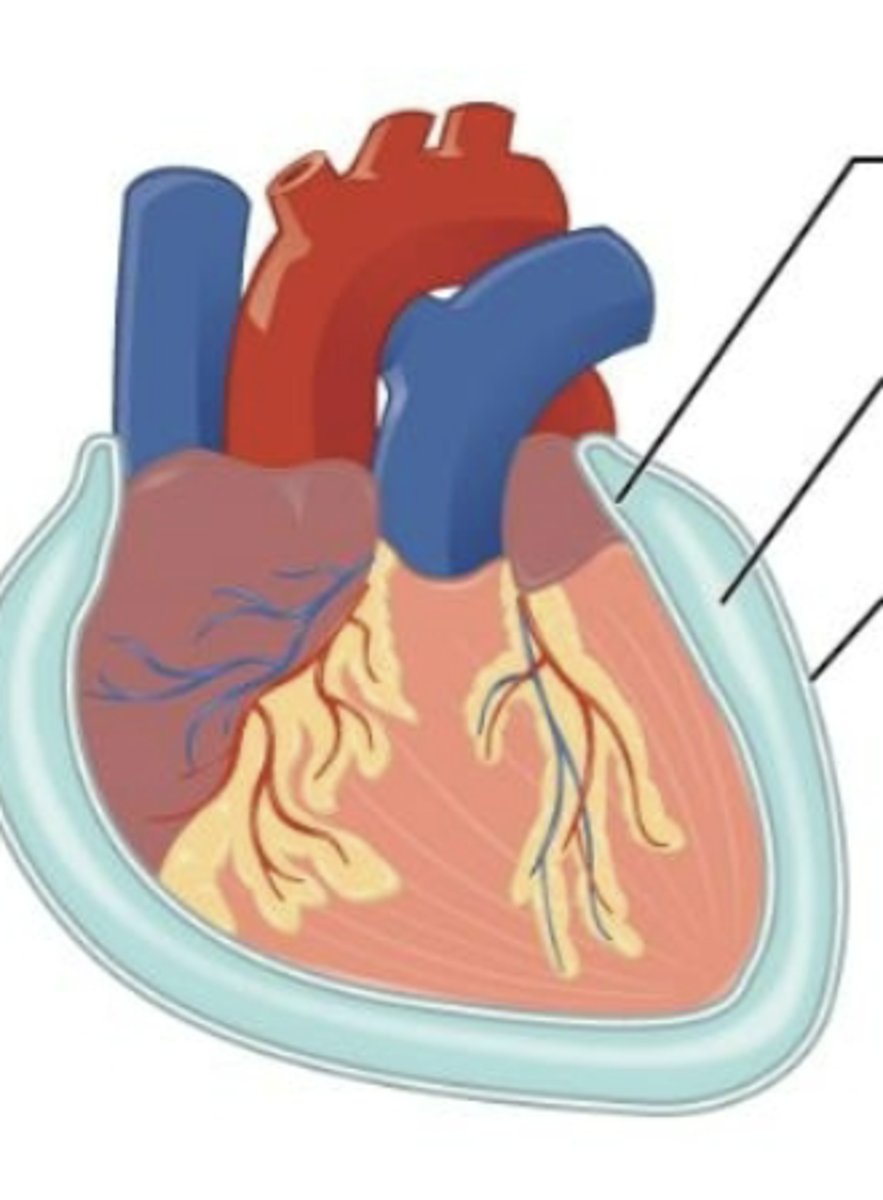 <p>lines the pericardial cavity and covers the heart.</p>