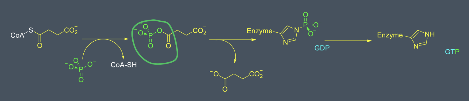 <ul><li><p>CoA is displaced by inorganic phosphate to produce a mixed acid anhydride </p></li><li><p>phosphate is transferred to an active site his</p></li><li><p>transfer of phosphate group onto GDP forms GTP( which can be used to synthesise ATP)</p></li></ul><p></p>