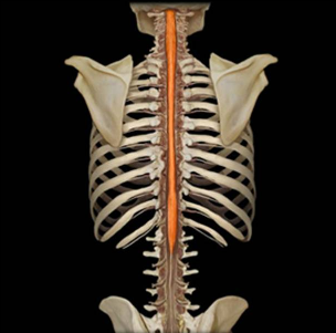 <p>what structure is highlighted?</p>