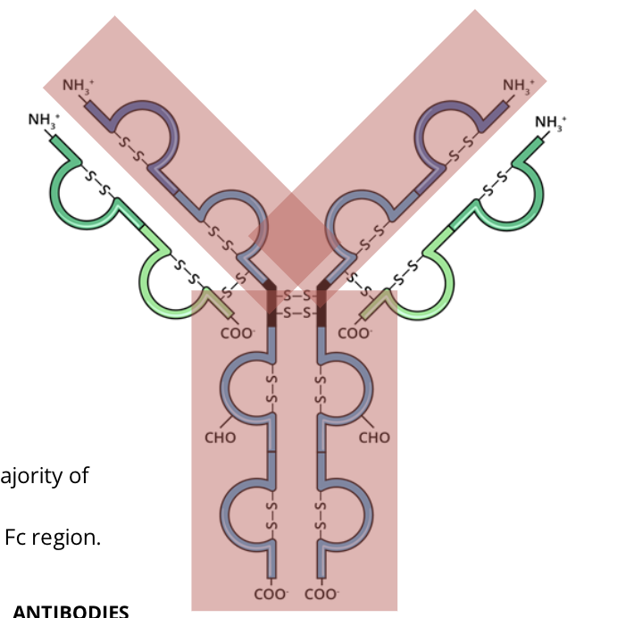 <p>the heavy chain is a protein subunit that makes up the majority of the structure of the antibody. It forms part of the antigen binding region and forms the FC region</p>