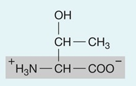 <p>hydrophillic</p>