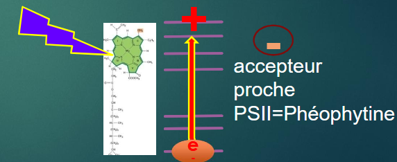 <p></p><ul><li><p>Lorsqu'un pigment dans le centre réactionnel (par exemple, P680 dans le PSII) est excité, un électron est libéré.</p></li><li><p>Cet électron est transféré à un <strong>accepteur proche</strong> (phéophytine dans le cas du PSII).</p></li><li><p>C'est cette étape qui lance le cycle de transfert d'électrons photosynthétique.</p></li></ul><p>permet de <strong>convertir l'énergie lumineuse en énergie chimique</strong> sous forme de gradients électrochimiques.</p>