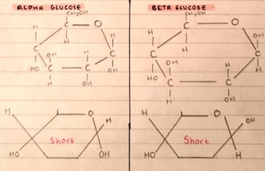 <ul><li><p>Alpha Glucose</p></li><li><p>Beta Glucose</p></li></ul>