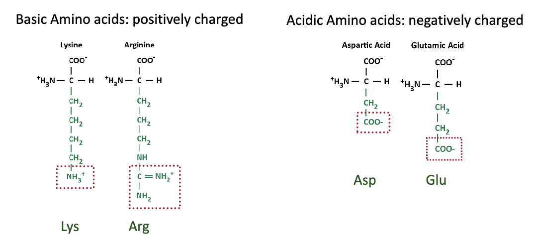 * they are typically charged
* basic amino acids (positively charged):
  * Lysine
  * Arginine
* acidic amino acids (negatively charged)
  * aspartic acid
  * glutamic acid
* these four amino acids are the prime contributors to the overall charge (aka domain) of the protein