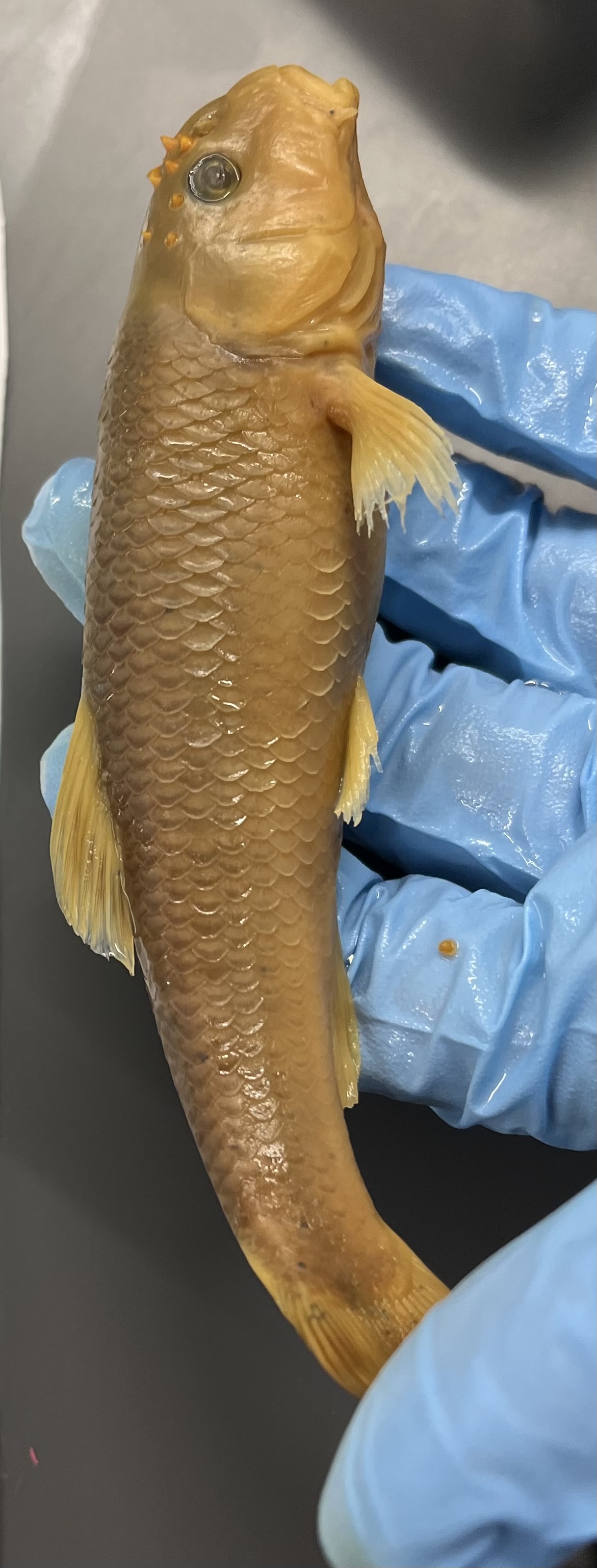 <p>Bumps on top of head before the nasal area</p><p>Big mouth and head</p>