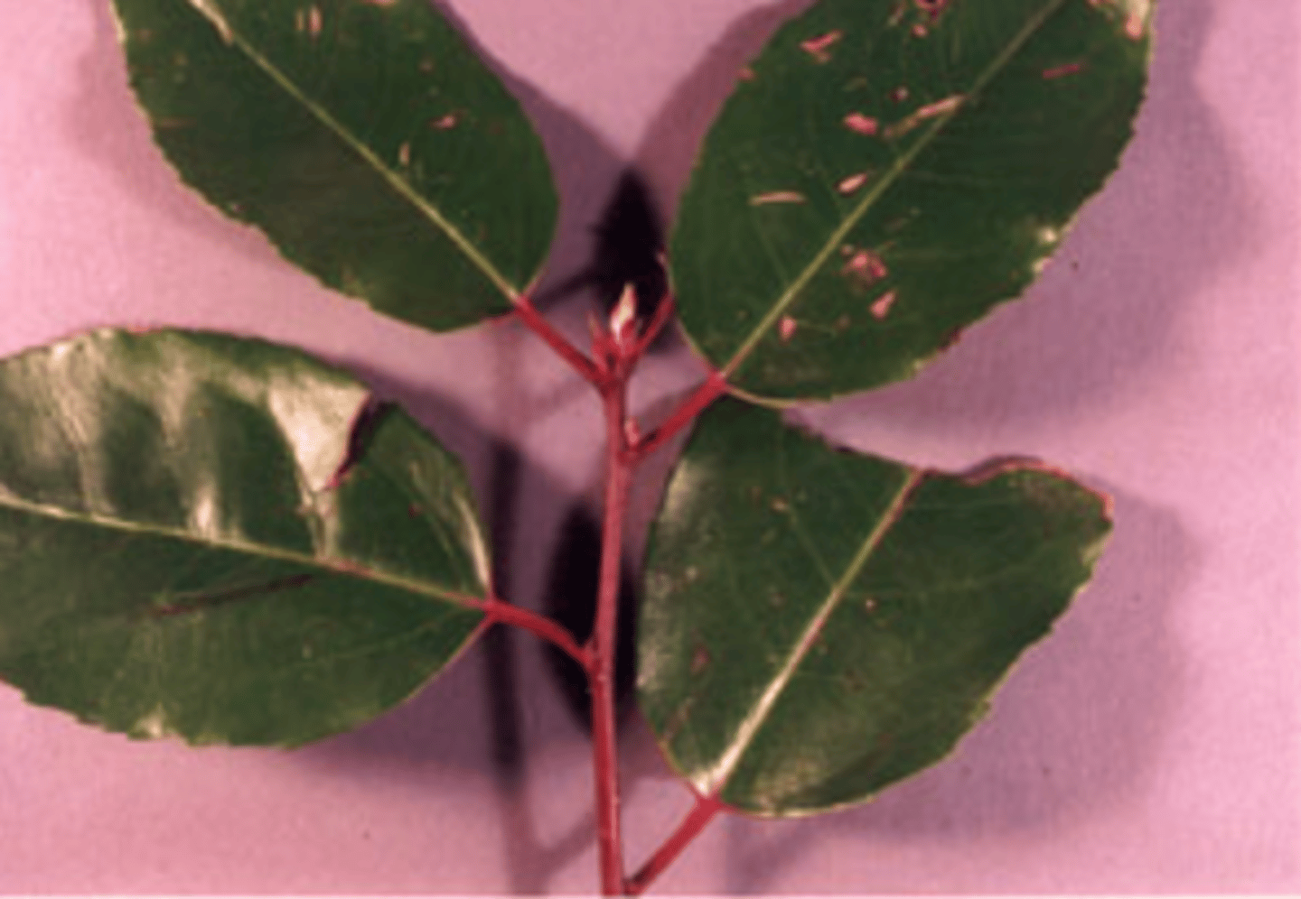 <p>phyllotaxy if 1 leaf on a node</p>