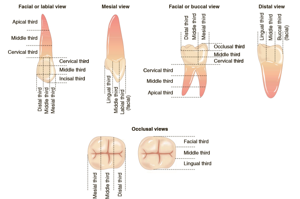 <p>Crown and root divided into cervical, middle, and apical thirds</p>