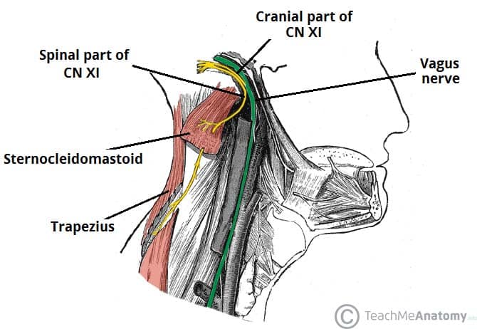 <p>Only motor function:</p><ul><li><p>cranial component works as an accessory of the vagus nerve </p></li><li><p>spinal component innervates muscles of the neck/shoulders </p><ul><li><p>sternocleidomastoid - bilateral innervation cerebral cortex</p></li><li><p>trapezius - unilateral innervation</p></li></ul></li></ul>