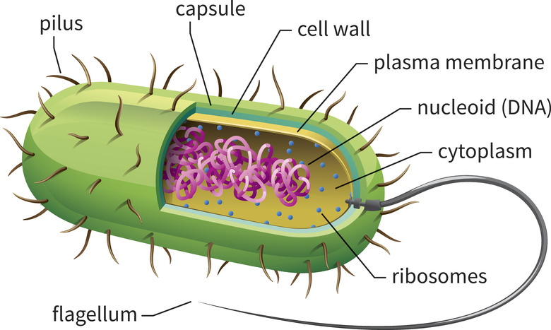 <p>✓ DNA <br>✓ Ribosomes <br>✓ Cell membrane <br>x nucleus <br>x Membrane bound organelles (mitochondria &amp; chloroplasts)</p>