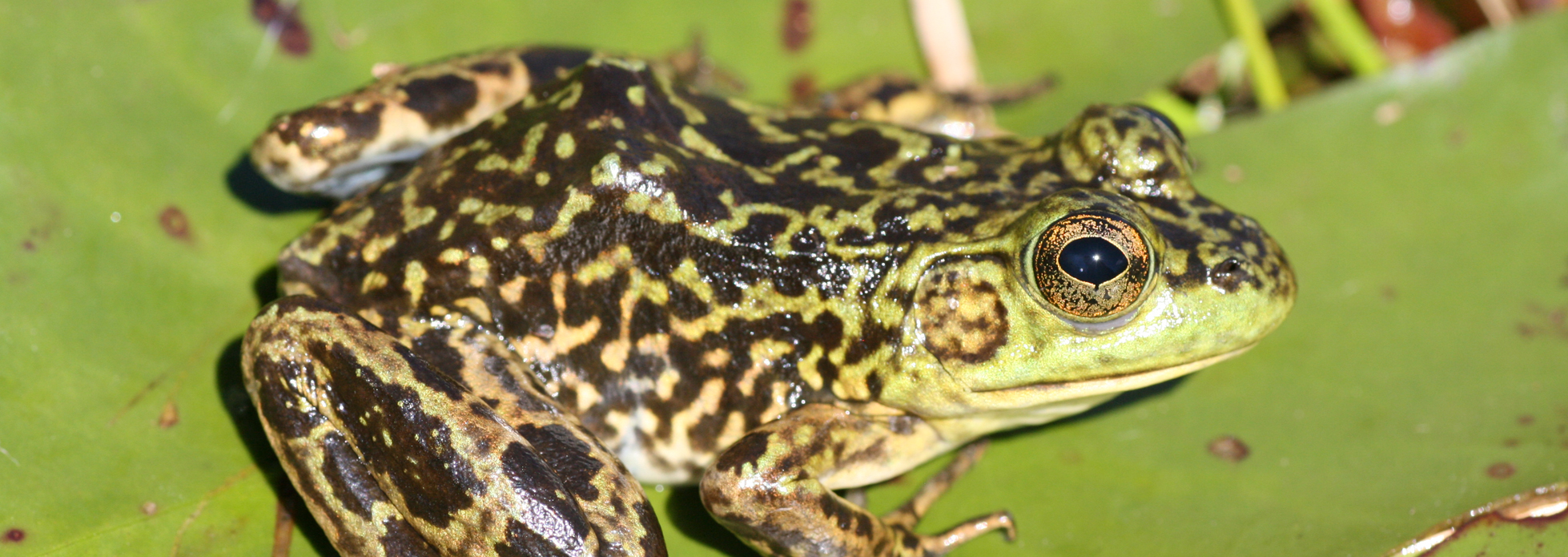 <p>Mink Frog</p>
