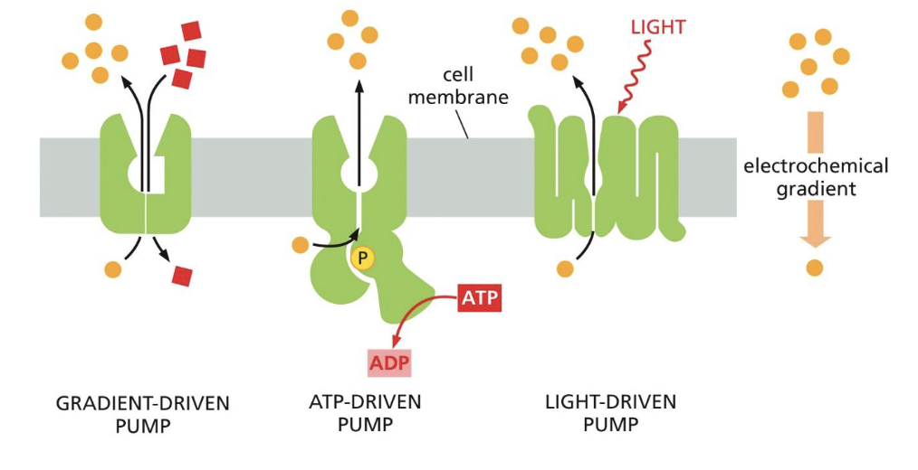 <ul><li><p>light energy is used to move solutes against their electrochemical gradient</p></li></ul><p></p>